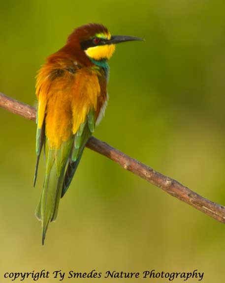 Eurasian Bee Eater, Tarangire National Park, Tanzania