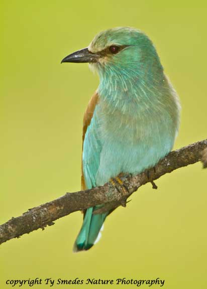 Eurasian Roller in Serengeti National Park,Tanzania