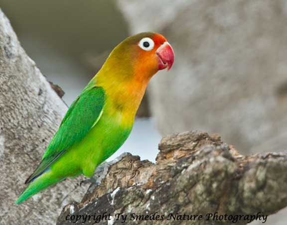 Fisher's Love Bird, Serengeti National Park, Tanzania