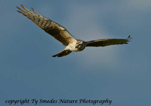 Grasshopper Buzzard, Ngorongoro Crater, Tanzania