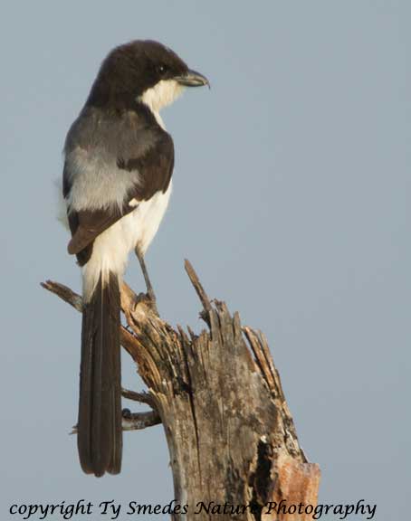 Grey-backed Shrike, Tarangire National Park, Tanzania