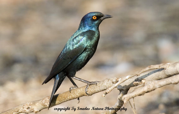 Greater Blue-eared Starling, Chobe National Park, Botswana