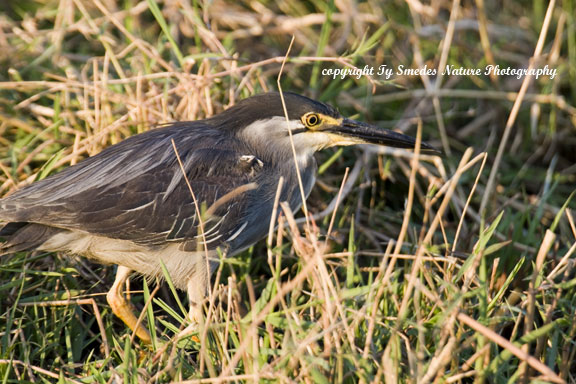 Green-backed Heron, Chobe River, Chobe National Park, Botswana