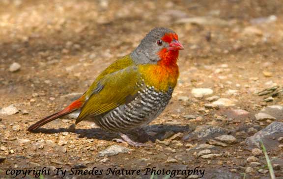 Green-winged Pytilia, Serengeti National Park, Tanzania