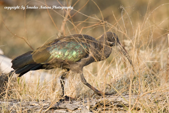 Hadada Ibis, Chobe National Park, Botswana