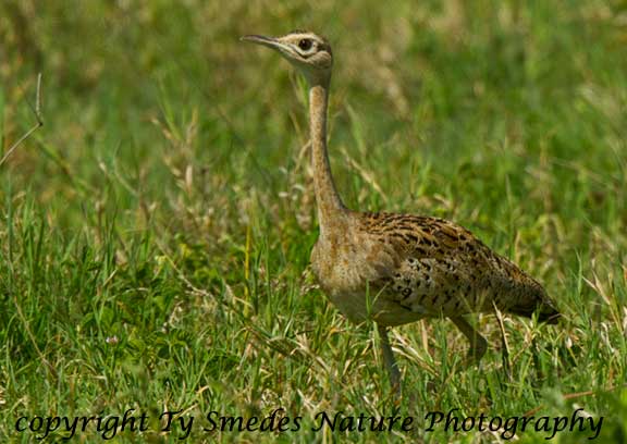 Hartlaub's Bustard, Ngorongoro Crater, Tanzania