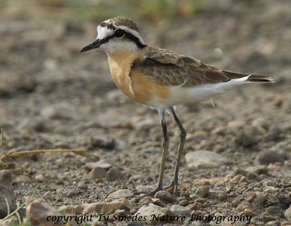 Kittlitz's Plover, Lake Masek, Tanzania