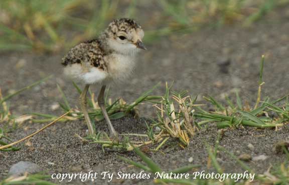 Kittlitz's Plover chick, Lake Masek, Tanzania
