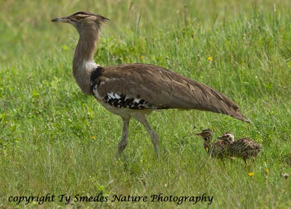Kori Bustard and chicks, Ngorongoro Crater, Tanzania