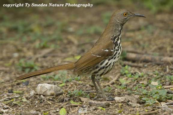 Long-billed Thrasher