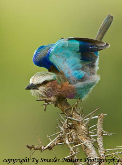 Lilac-Breasted Roller, Serengeti National Park, Kenya