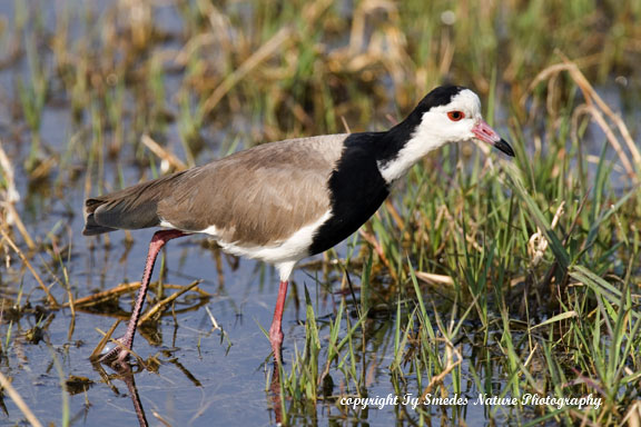 Long-toed Plover, Okavango Delta, Botswana