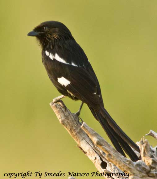 Magpie Shrike, Tarangire National Park, Tanzania