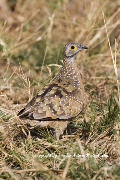 Manaqua Grouse, Chobe National Park, Botswana