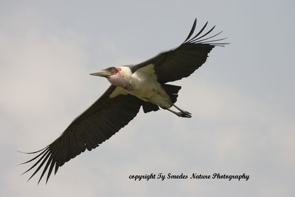 Maribu Stork, Okavango Delta, Botswana