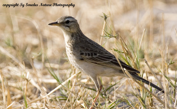 Monotonous Lark, Chobe National Park, Botswana