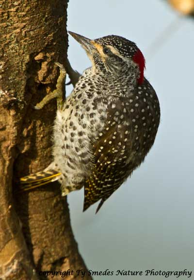 Nubian Woodpecker, Serengeti National Park,Tanzania