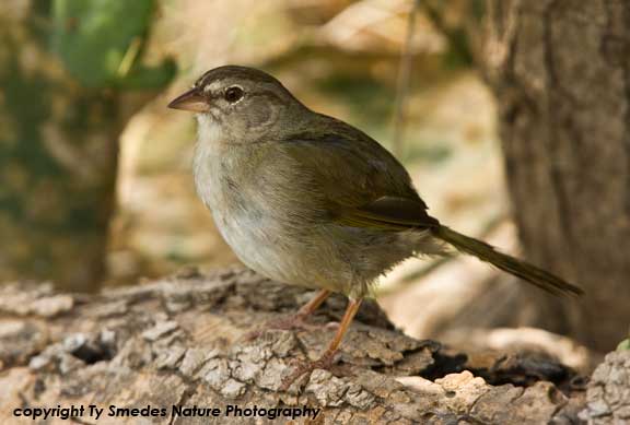 Olive Sparrow