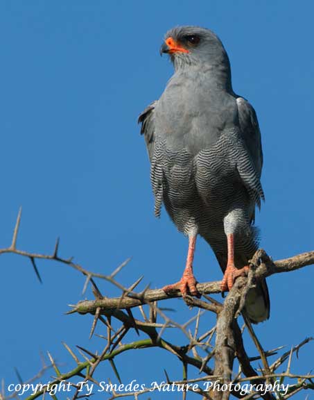 Pale Chanting Goshawk, Serengeti National Park, Tanzania
