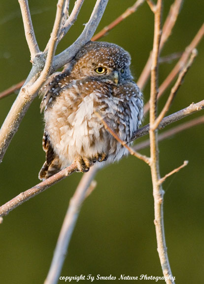 Pearl-Spotted Owlette, Chobe National Park, Botswana