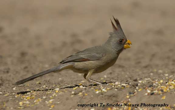 Pyrruloxia in South Texas