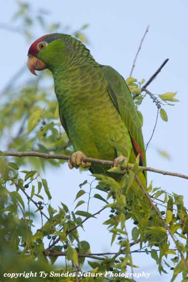 Red-crowned Parrot in south Texas