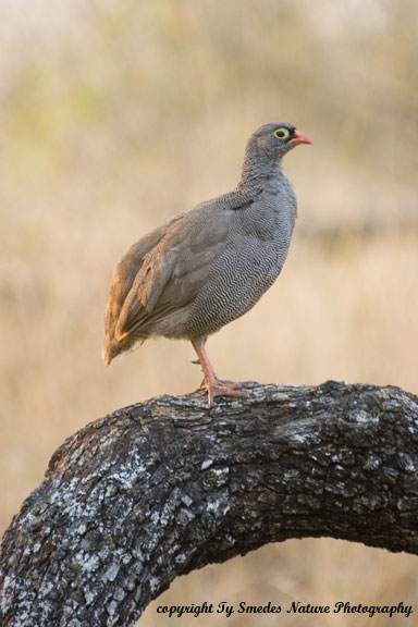 Red-billed Francolin, Chobe National Park, Botswana