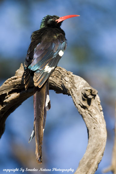 Red-billed Wood Hoopoe, Chobe National Park, Botswana