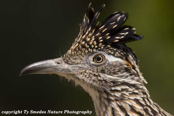 Roadrunner