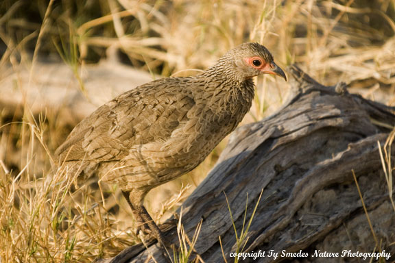 Sampson's Francolin, Chobe National Park, Botswana