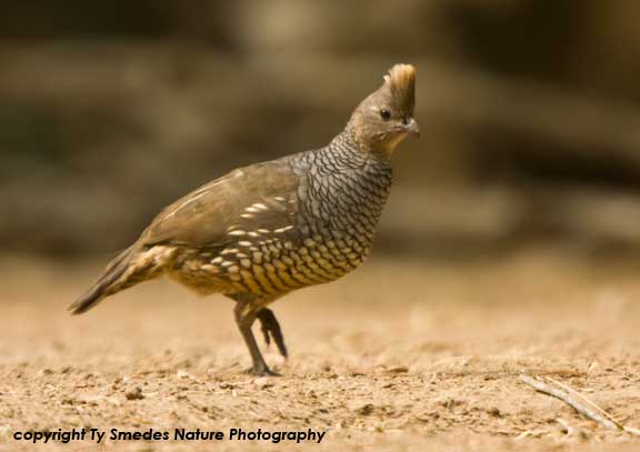 Scaled Quail (hen)