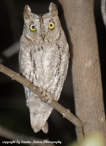 Scopes Owl, Chobe National Park, Botswana