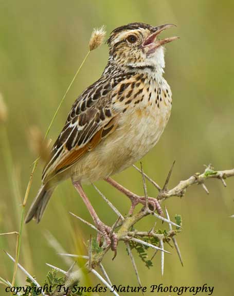 Short-tailed Lark, Ngorongoro Crater, Tanzania