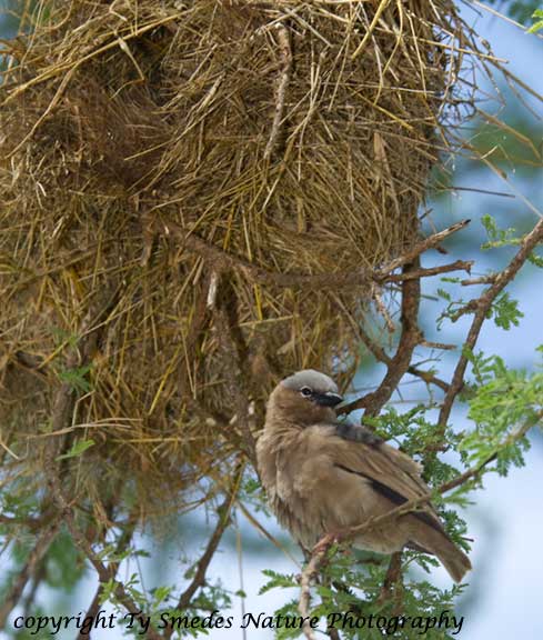 Social Weaver, Serengeti National Park, Tanzania