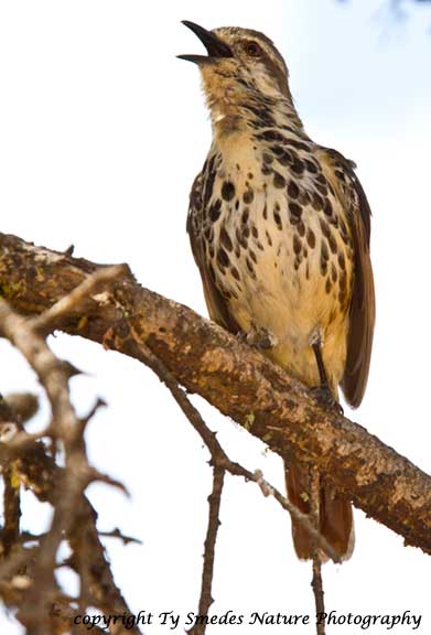 Spotted Morning Thrush, Lake Manyara National Park, Tanzania