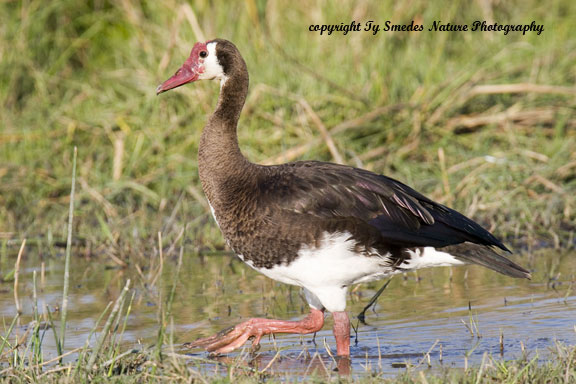 Spur-winged Goose, Okavango Delta, Botswana