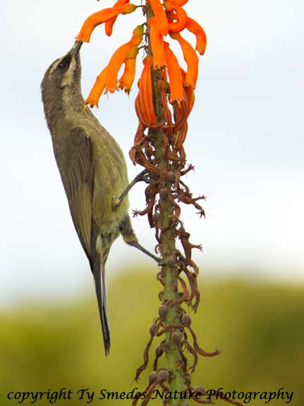 Tacazze Sunbird, Ngorongoro Crater Rim, Tanzania