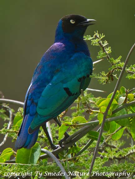 Superb Starling, Serengeti National Park, Tanzania