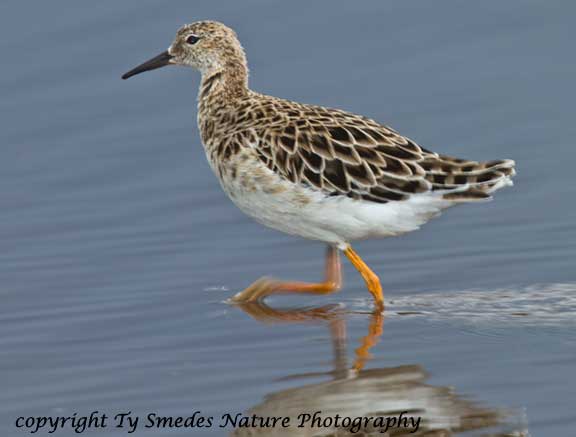 Ruff at Lake Masek, Serengeti, Tanzania