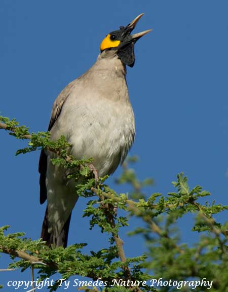 Wattled Starling, Serengeti National Park, Tanzania