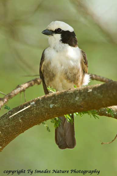 White-crowned Shrike, Serengeti National Park, Tanzania