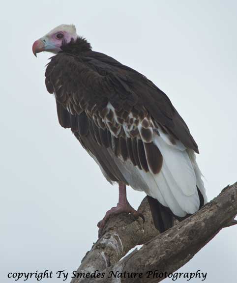 White-headed Vulture, Serengeti National Park, Tanzania