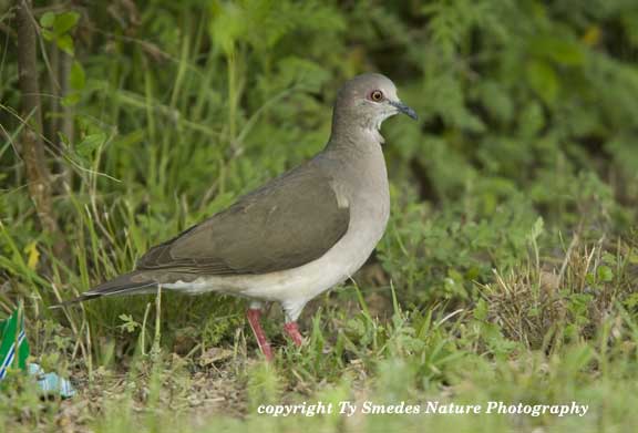 White-tipped Dove