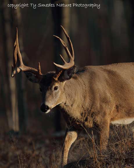 10pt Whitetail Buck during rut