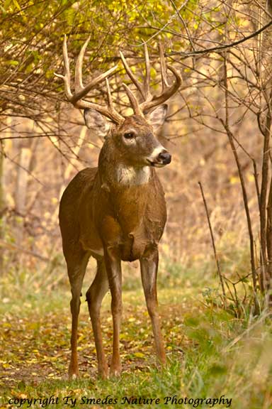 11 Point Buck