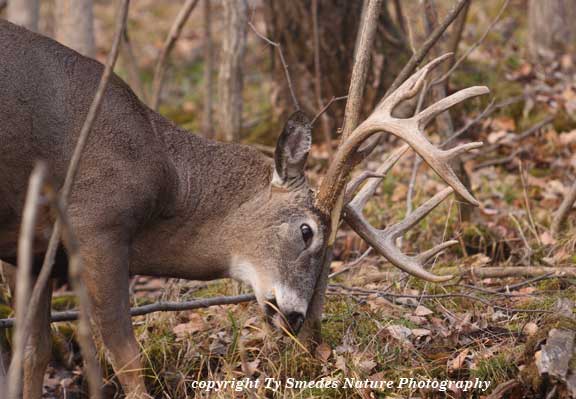 11Pt Whitetail  Buck at Rub