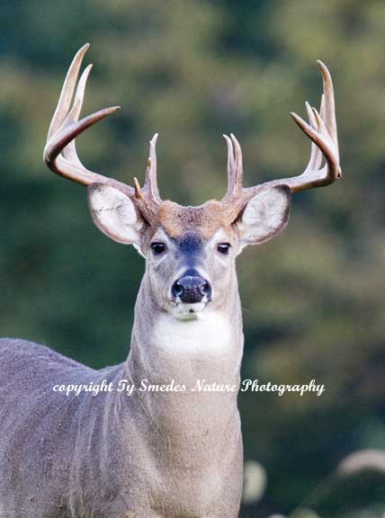 13 Point Whitetail Buck