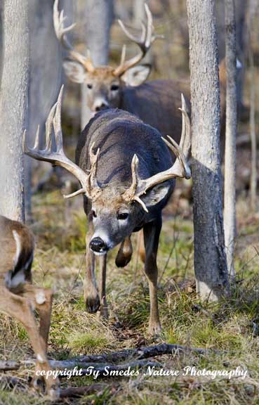 Whitetail Bucks, chasing a doe