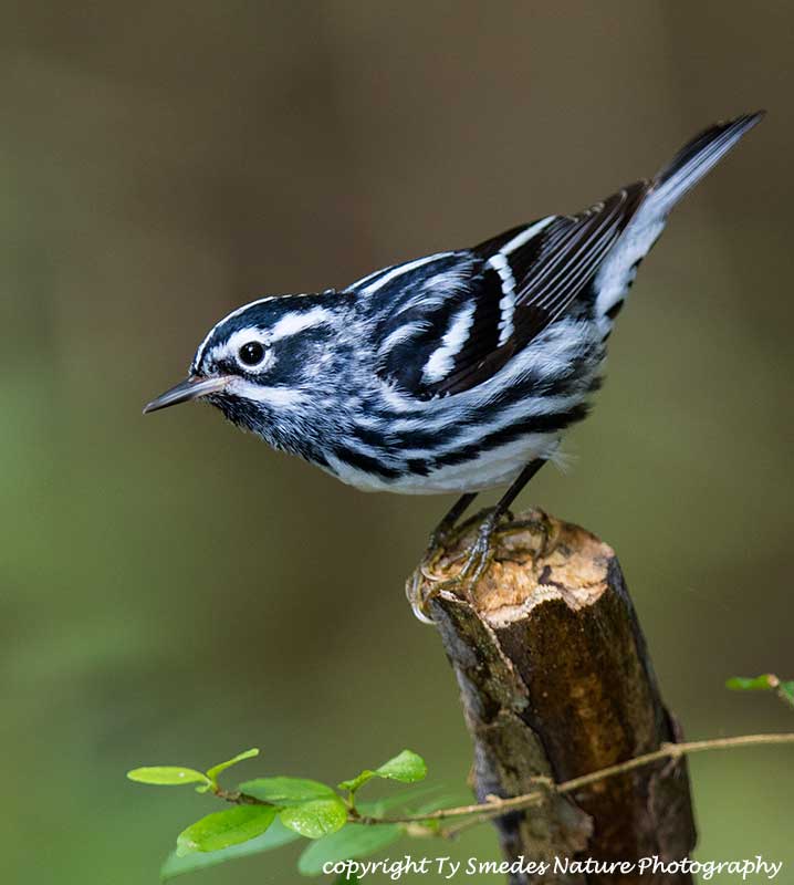 Black and White Warbler Male