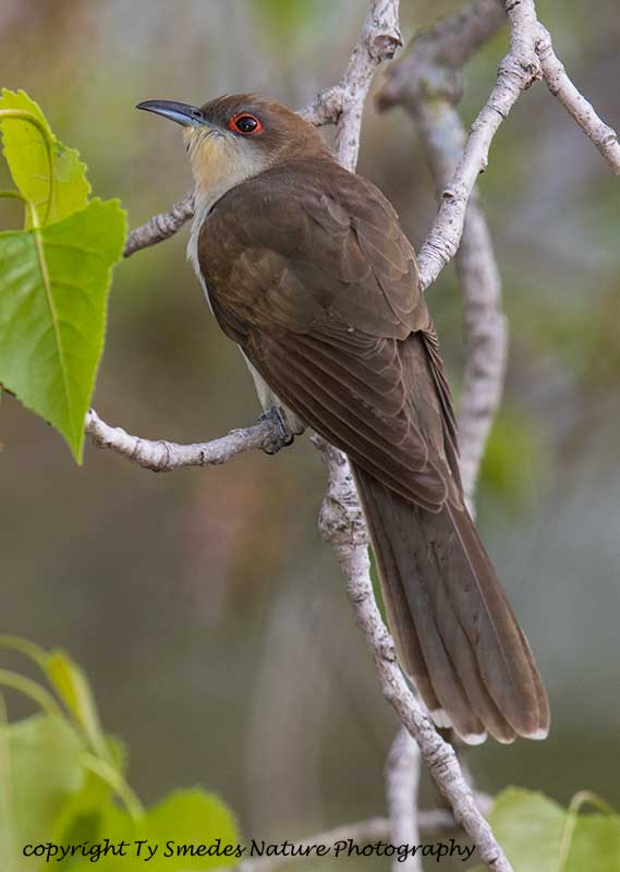 Black-billed Cuckoo